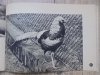Krakowskie ZOO. Przewodnik [Stefan Berdak]